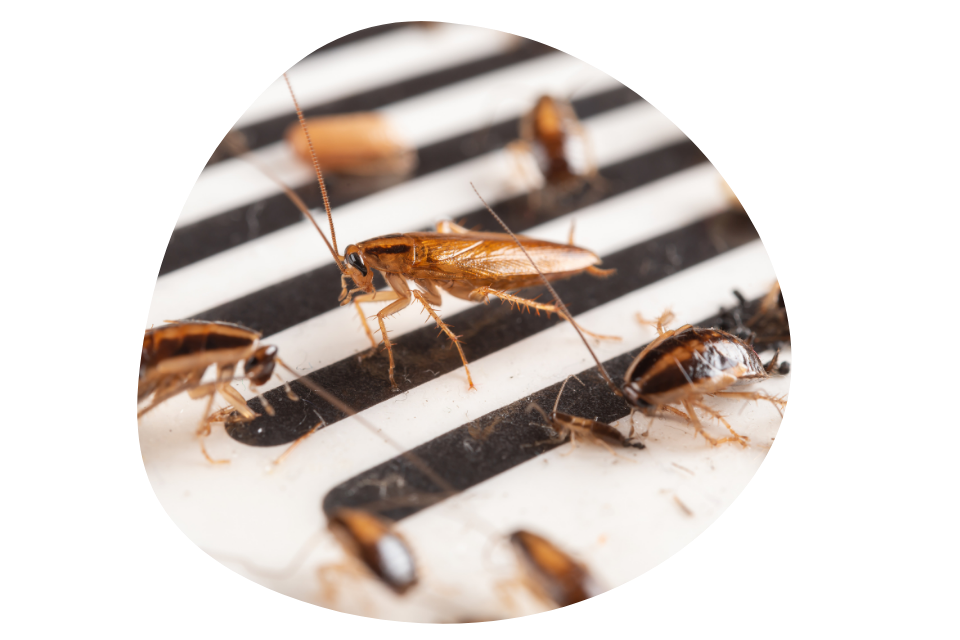 cockroaches control services Dubai