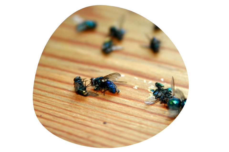 best flies control services Dubai