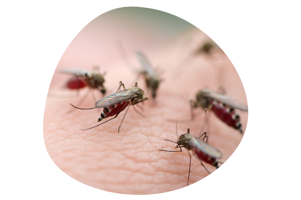 mosquito control services Dubai