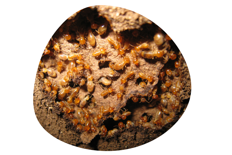 termites fixing